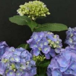 Hydrangea macrophylla 'Yola' - Hortensia Yola