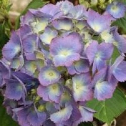 Hydrangea macrophylla 'Yola'