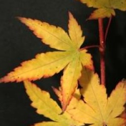 Acer palmatum 'Sango-kaku' - �rable du Japon � bois corail