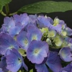 Hydrangea macrophylla 'Yola'