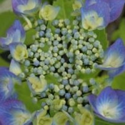 Hydrangea macrophylla 'Zorro'