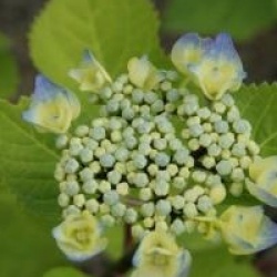 Hydrangea macrophylla 'Zorro'