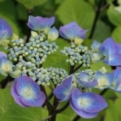 Hydrangea macrophylla 'Zorro'