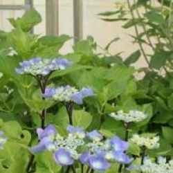 Hydrangea macrophylla 'Zorro'