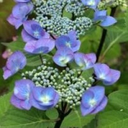 Hydrangea macrophylla 'Zorro'