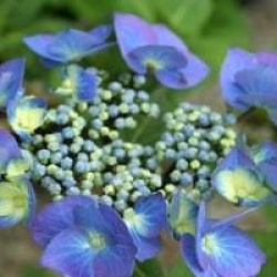 Hortensia � bois noirs