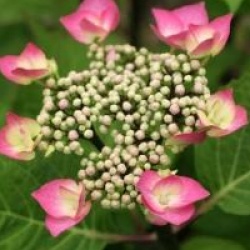 Hydrangea macrophylla 'Zorro'