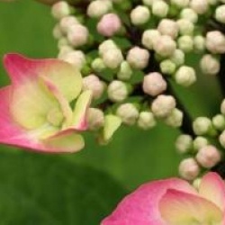 Hydrangea macrophylla 'Zorro'