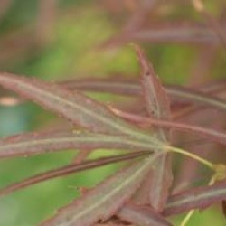 Acer palmatum 'Scolopendriifolium Atropurpureum' - �rable du Japon scolopendriifolium pourpre