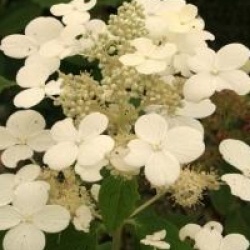 Hydrangea paniculata Early Sensation � 'Bulk' cov  - Hortensia Early Sensation