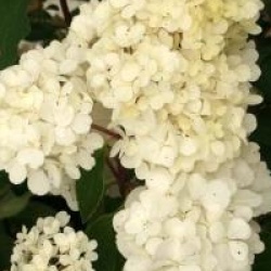 Hortensia panicule ruby