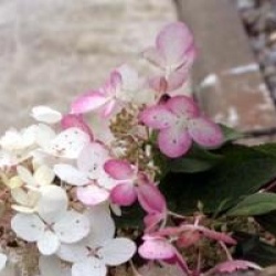 Hydrangea paniculata 'Angel's Blush'