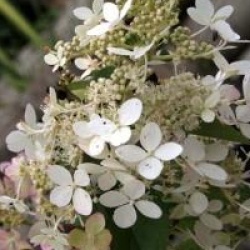 Hydrangea paniculata 'Angel's Blush'
