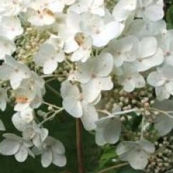 Hortensia  � panicules Grandiflora