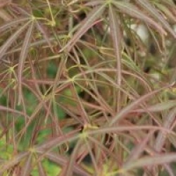 Acer palmatum 'Scolopendriifolium Atropurpureum'
