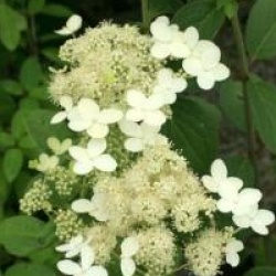 Hydrangea paniculata 'Dharuma' - Hortensia Dharuma