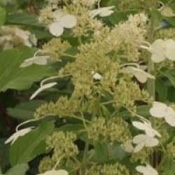 Hortensia � panicules Kyushu