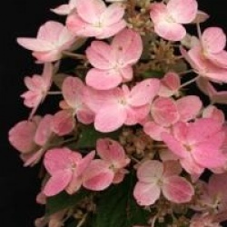 Hortensia � panicules Magical Fire