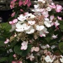 Hydrangea paniculata 'Magical Fire'
