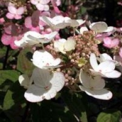 Hydrangea paniculata 'Magical Fire'