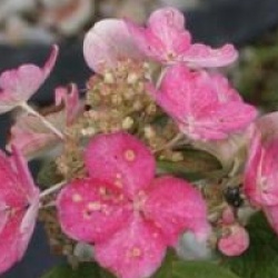 Hydrangea paniculata 'Magical Fire'