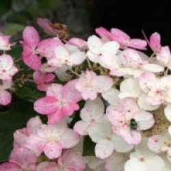 Hydrangea paniculata 'Magical Fire'