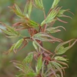 Acer palmatum 'Shaina'