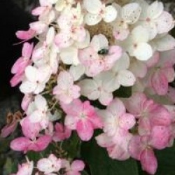 Hydrangea paniculata 'Magical Fire'