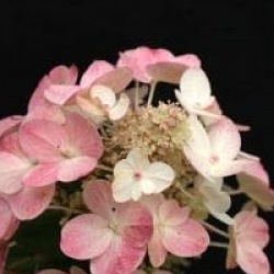 Hydrangea paniculata 'Magical Fire'