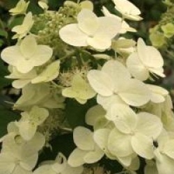 Hydrangea paniculata 'Mega Mindy'