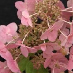 Hydrangea paniculata 'Mega Mindy'