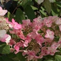 Hydrangea paniculata 'Mega Mindy'