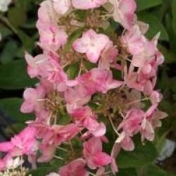 Hydrangea paniculata 'Mega Mindy'