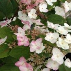 Hydrangea paniculata 'Mega Mindy'