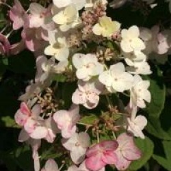 Hydrangea paniculata 'Mega Mindy'