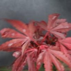 Acer palmatum 'Shaina'