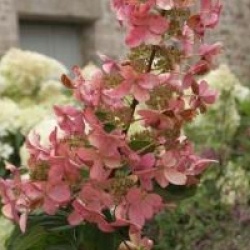 Hortensia � panicules Megapearl