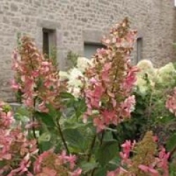 Hydrangea paniculata 'Megapearl'