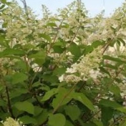 Hydrangea paniculata 'Megapearl'