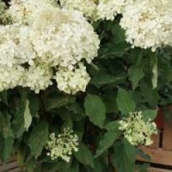 Hydrangea paniculata 'Phantom' - Hortensia � panicules Phantom