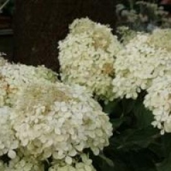 Hydrangea paniculata 'Phantom'