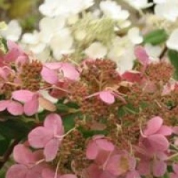 Hydrangea paniculata 'Pink Diamond' - Hortensia � panicules Pink Diamond