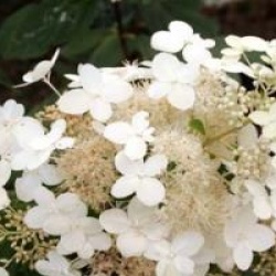Hydrangea paniculata 'Pink Diamond'