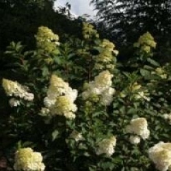 Hydrangea paniculata 'Pink Diamond'