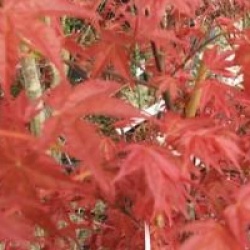 Acer palmatum 'Shindeshojo'