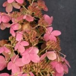 Hydrangea paniculata 'Pink Diamond'