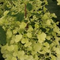 Hydrangea paniculata 'Pinky Winky'