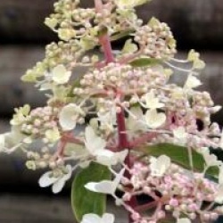 Hydrangea paniculata 'Pinky Winky'
