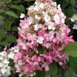 Hydrangea paniculata 'Pinky Winky'