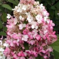Hydrangea paniculata 'Pinky Winky'